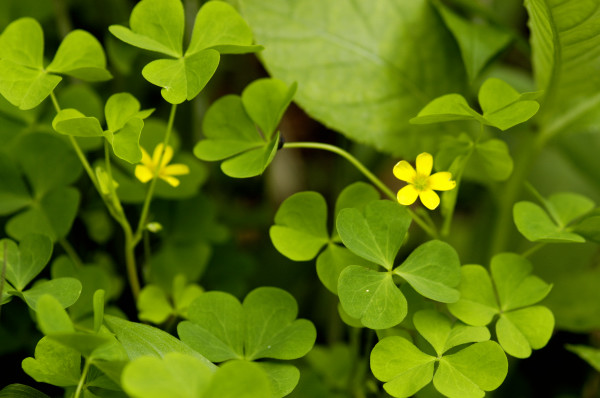 Oxalis