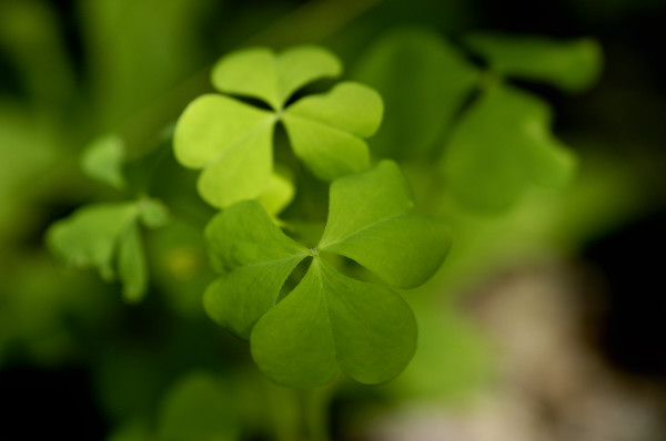 Oxalis