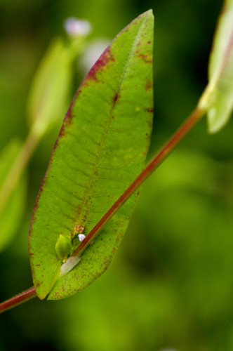 sieboldii