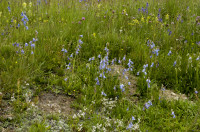 campanule barbue