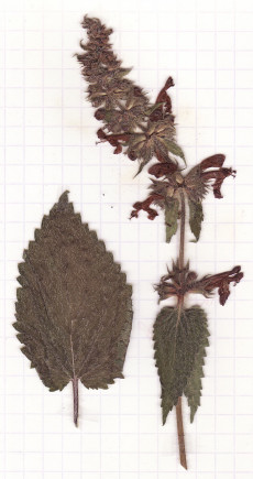 épiaire des bois