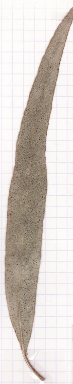 eucalyptus
