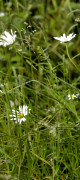 marguerite
