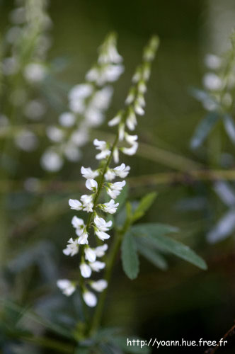 mélilot blanc