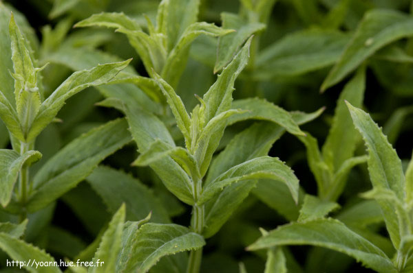 Menthe à longues feuilles