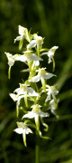 orchis