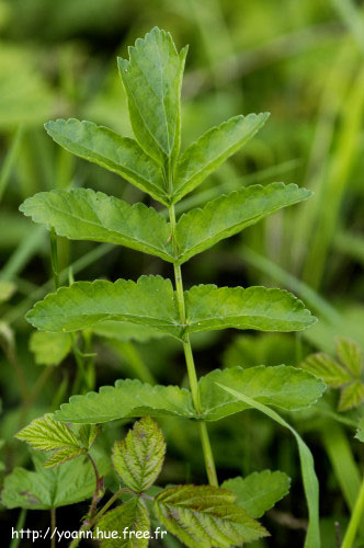 panais