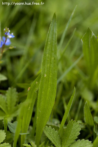 Plantain lancéolé