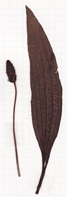 plantain lanceole