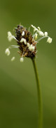 plantain lanceole