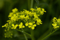 roquette orient
