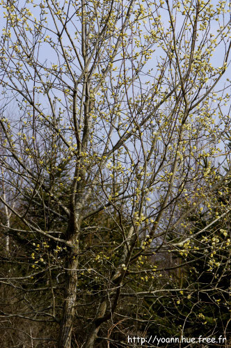 Saule marsault